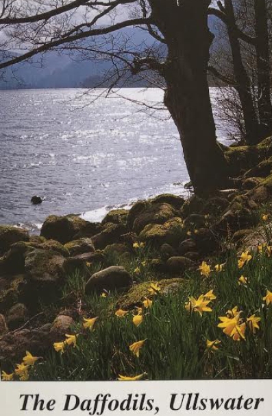 Daffodils. The decoration on a post card with the poem from Wordsworth's Dove cottage in the Lake District