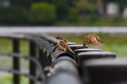 Pixabay sparrows